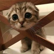 20 Adorable Animals That Will Make Your Day Brighter -…...