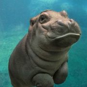 21 Adorable Baby Hippos That Are Cuteness Overload (Photos)...