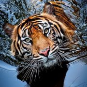 50 Beautiful Wild Animals | CutesyPooh #beautifulcats...