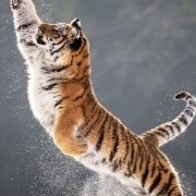 A tiger leaping in snow in Hlinsko, Czech Republic. The tiger belongs to an ani...