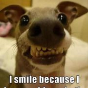 Funny Animal Memes Of The Day – 32 Pics Ep9 - Lovely Animals World...