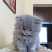 Here Are 20 Adorable Kittens To Help Get You Through The Day | CutesyPooh...