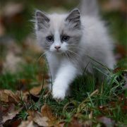Here Are 20 Adorable Kittens To Help Get You Through The Day | CutesyPooh #20cut...