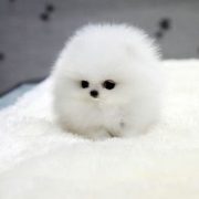 Is that really a puppy? Looks like a cute baby seal. | Awesomelycute - Cute Kitt...