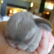 These little bunnies are guaranteed to make you squeal! So precious and delicate...