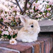 cute baby house rabbit petCute bunny pictures, of our adorable fluffy little fri...